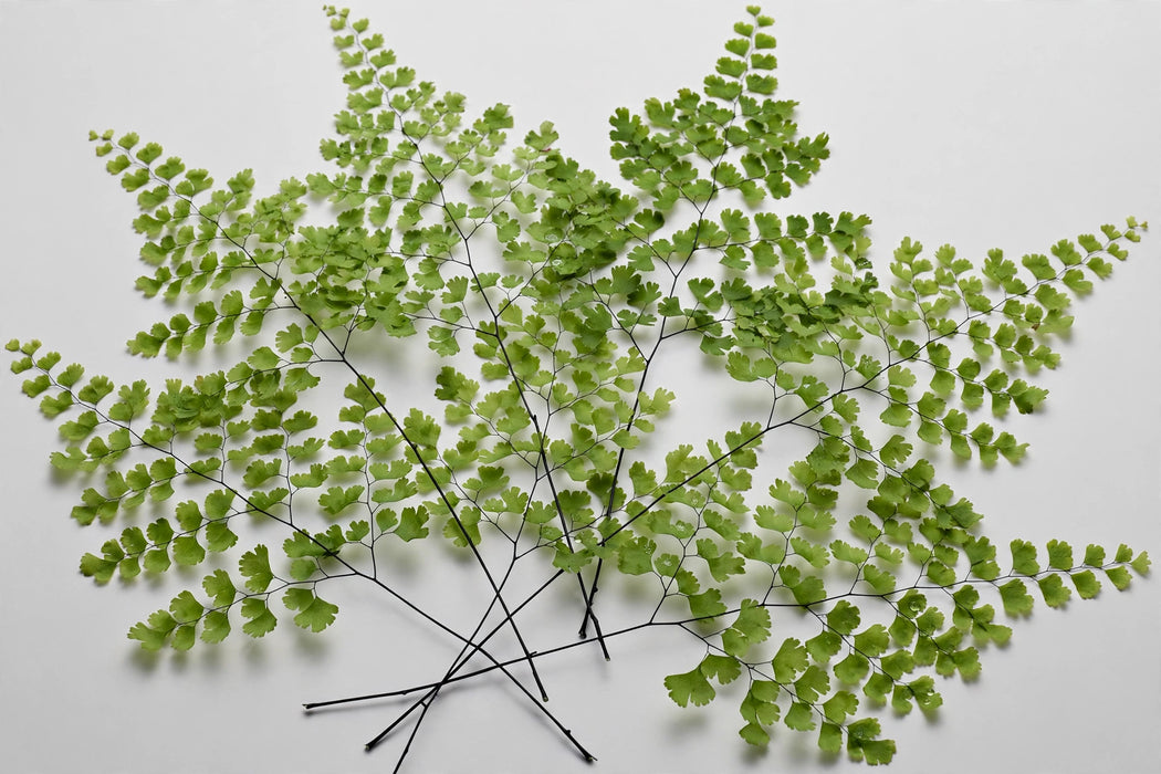 Next Day Delivery - Maiden Hair Fern Green 15BU/BX