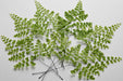 Next Day Delivery - Maiden Hair Fern Green 15BU/BX