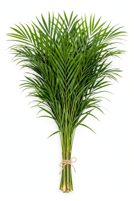 Cat Palm 70CM - 25 Bunches/Box (20 Stems/Bunch)