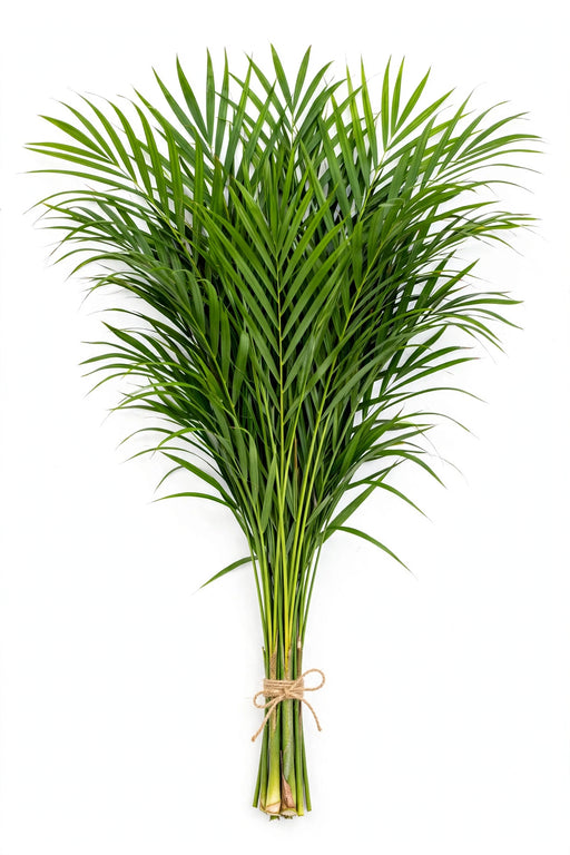 Cat Palm 70CM - 25 Bunches/Box (20 Stems/Bunch)