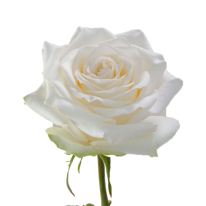 Smart Buy $2.25/Stem Farm Direct CANDLELIGHT (100 STEMS) - U.S. Delivery Coast to Coast.