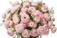 Next Day Delivery - RANUNCULUS BUTTERFLY ARIADNE 50cm 10st - Blush - 120 Stems [LIMITED]