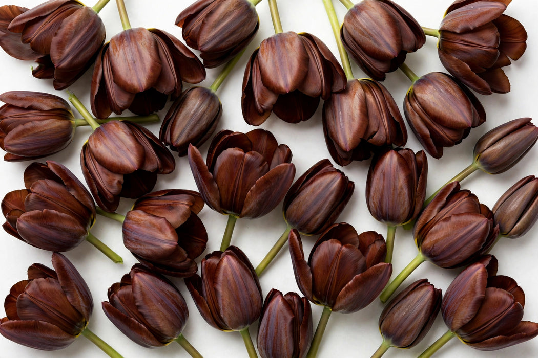 Tulip Collective - Dyed Brownies 37Cm 35Gr - Brown - 150 Stems