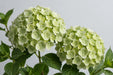 Hydrangea Classic My Matcha 50CM 16CM - Light Green - 20 Stems