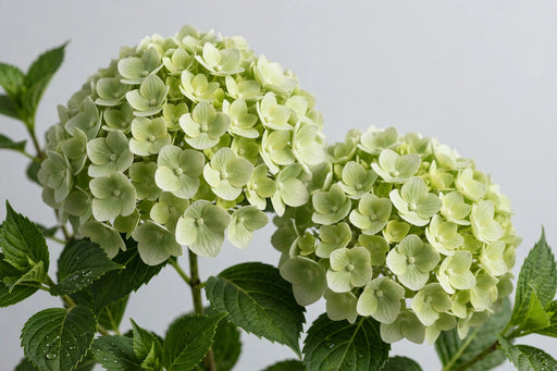 Hydrangea Classic My Matcha 50CM 16CM - Light Green - 20 Stems