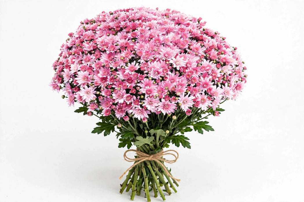 Disbud Ball Mums Mochi Pink - 100 Stems/Box