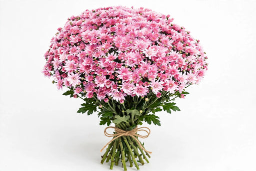 Disbud Ball Mums Mochi Pink - 100 Stems/Box