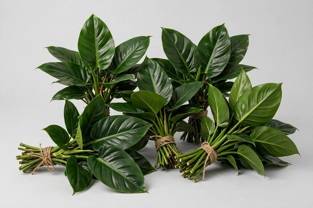 Philo Congo - 80 Stems/Box