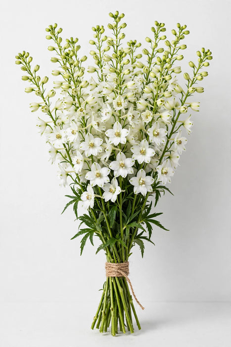 Larkspur White 90cm - 12 Bunches/Box
