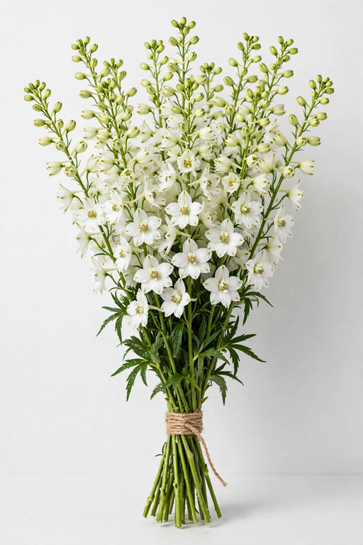 Larkspur White 90cm - 12 Bunches/Box