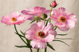 Ranunculus Flower Collection - Butterfly Ranunculus Lycia Pink 40-50CM (120 STEMS / BX)