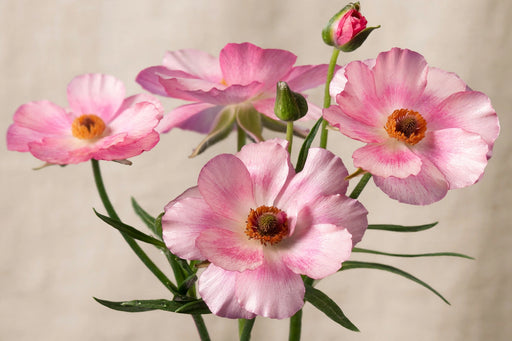 Ranunculus Flower Collection - Butterfly Ranunculus Lycia Pink 40-50CM (120 STEMS / BX)