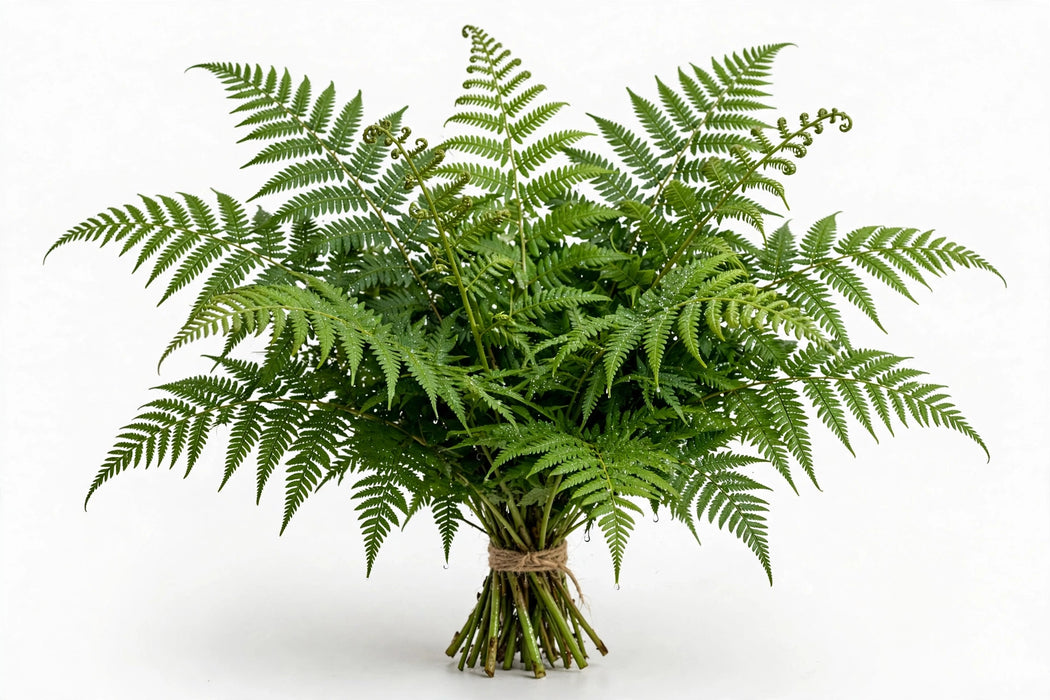 Tree Fern 15bu./bx