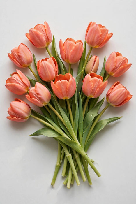 Tulip Collective - Dyed Salmonies 37cm 35gr (50 STEMS / BX)