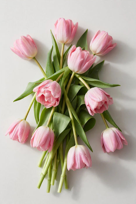 Tulip Collective - Dynasty 37cm 35gr S2- (50 STEMS / BX)