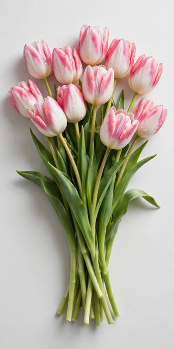 Tulip Collective - First Class 37cm 30gr (50 STEMS / BX)
