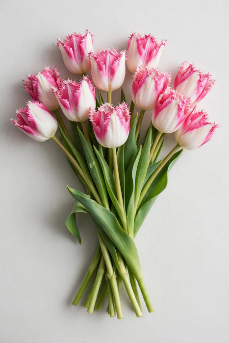 Tulip Collective - Frill Neglige 40cm 35gr (50 STEMS / BX)