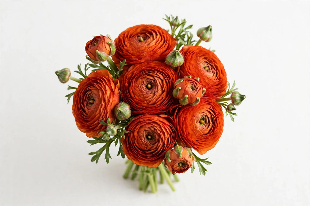 Ranunculus Flower Collection - Ranunculus Dark Orange 30-40CM (120 STEMS / BX)