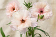 Ranunculus Flower Collection - Butterfly Ranunculus Ariadne Blush Pink 60-70CM (120 STEMS / BX)