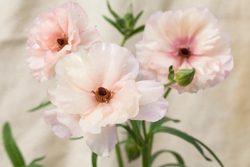 Ranunculus Flower Collection - Butterfly Ranunculus Ariadne Blush Pink 60-70CM (120 STEMS / BX)