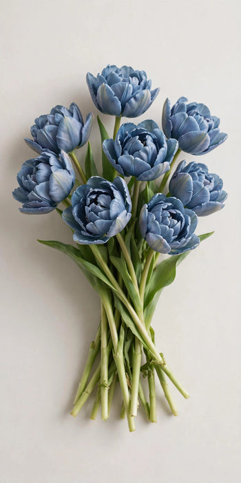 Tulip Collective - Dyed Double Dusty Blue 37cm 35gr (50 STEMS / BX)