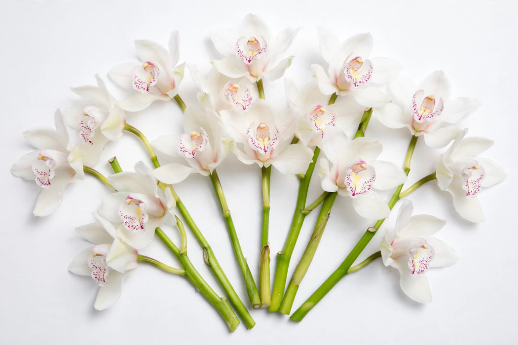 Next Day Delivery - CYMBIDIUM SNOW FAIR 60cm 8+ - White - 10 Stems [LIMITED]