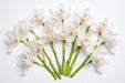Next Day Delivery - CYMBIDIUM SNOW FAIR 60cm 8+ - White - 10 Stems [LIMITED]
