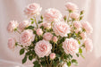 Next Day Delivery - ROSE POWDERPUFF 60cm 5,5cm 25st - Light Pink - 100 Stems [Limited]
