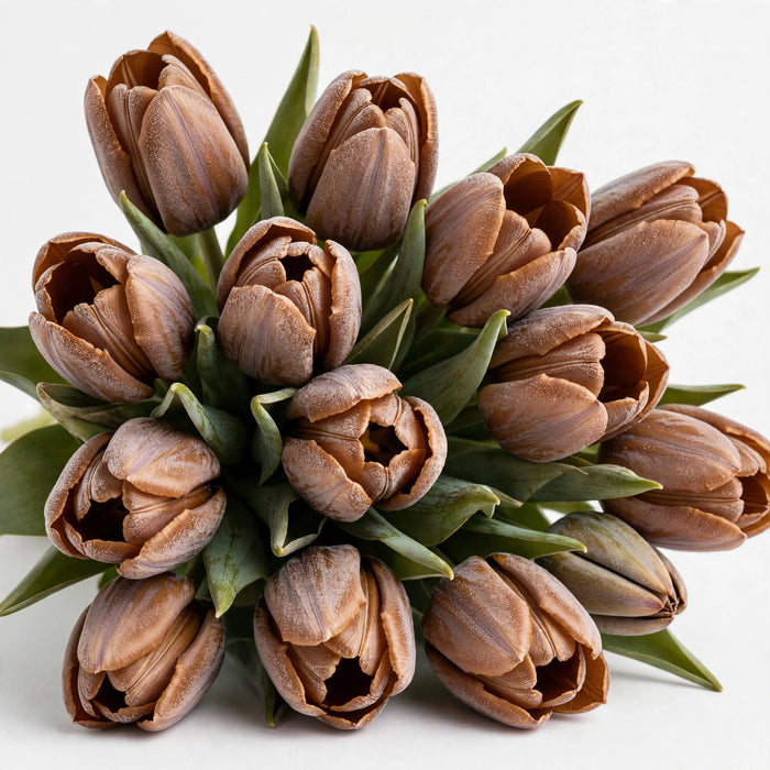 Tulip Collective - Dyed Frost Brown 37Cm 35Gr - Brown - 150 Stems