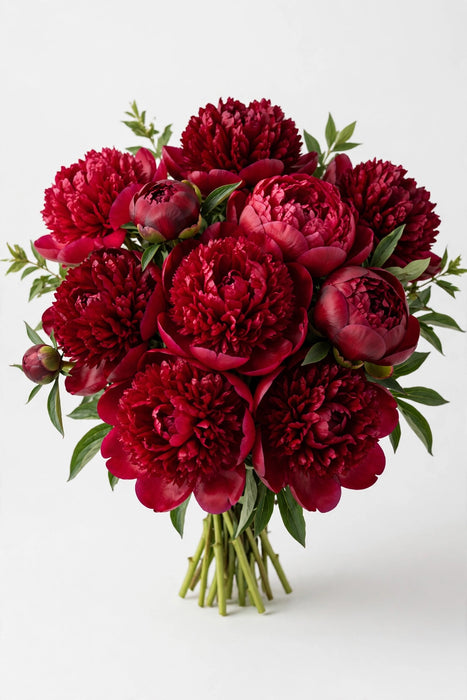Next Day Delivery - Peonies AAA Red Diana Parks 50-60 cm - 60 Stems [LIMITED]