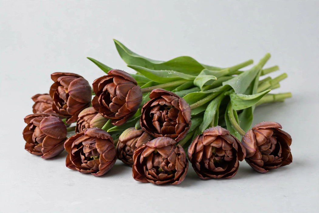Tulip Collective - Dyed Double Brownies 37cm 35gr (50 STEMS / BX)
