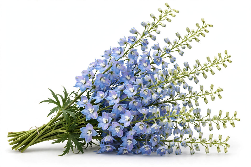 Next Day Delivery - DELPHINIUM BELLADONNA LIGHT BLUE 80cm 10st - Light Blue - 120 Stems [LIMITED]
