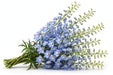 Next Day Delivery - DELPHINIUM BELLADONNA LIGHT BLUE 80cm 10st - Light Blue - 120 Stems [LIMITED]