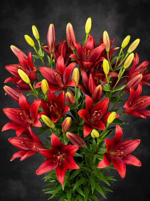 Next Day Delivery - LILY LA DYNAMIX 3+ 70cm 10st - Red - 60 Stems [Limited]