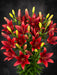 Next Day Delivery - LILY LA DYNAMIX 3+ 70cm 10st - Red - 60 Stems [Limited]
