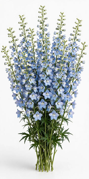 Next Day Delivery - DELPHINIUM BELLADONNA LIGHT BLUE 70cm 10st - Light Blue - 150 Stems [LIMITED]