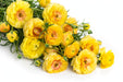 Next Day Delivery - RANUNCULUS BUTTERFLY PHYTALOS 50cm 5st - Yellow - 120 Stems [LIMITED]