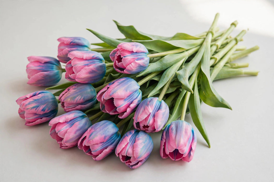 Tulip Collective - Dyed Bubblegum 37cm 35gr (50 STEMS / BX)