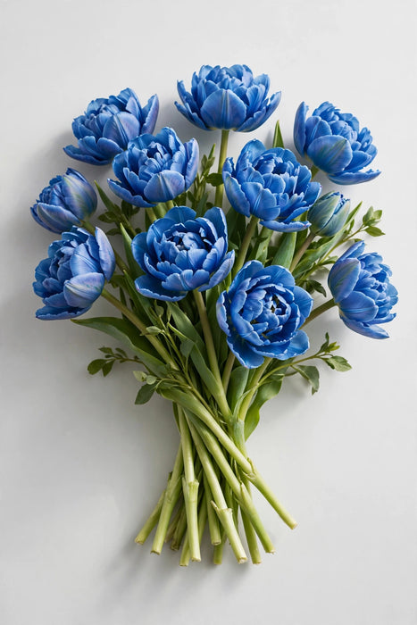 Tulip Collective - Dyed Double Bubble 37cm 35gr (50 STEMS / BX)