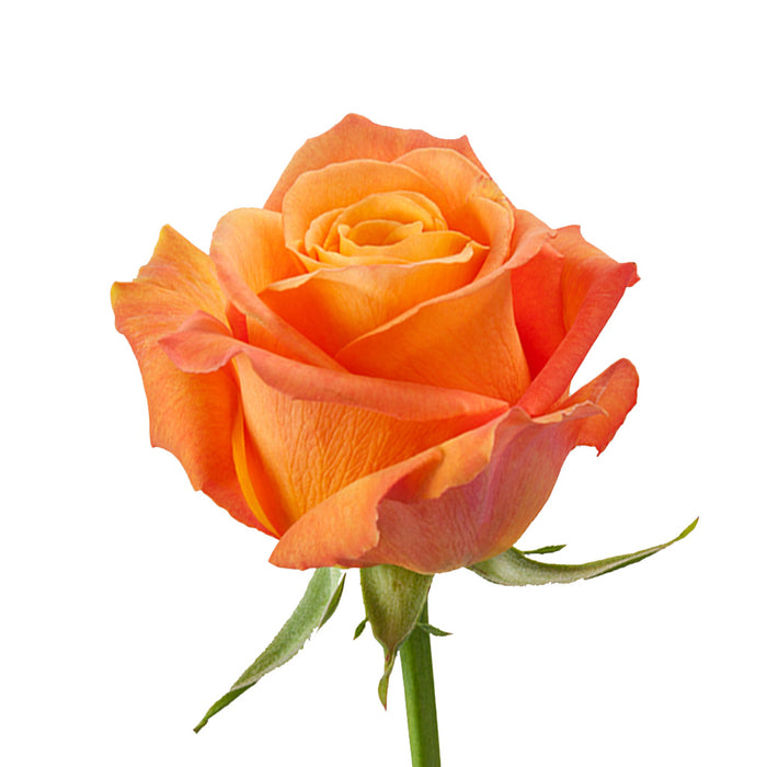 Smart Buy $2.25/Stem Farm Direct CONFIDETIAL (100 STEMS) - U.S. Delivery Coast to Coast.