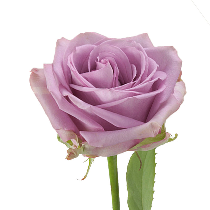 Smart Buy $2.25/Stem Farm Direct COOL WATER (100 STEMS) - U.S. Delivery Coast to Coast.