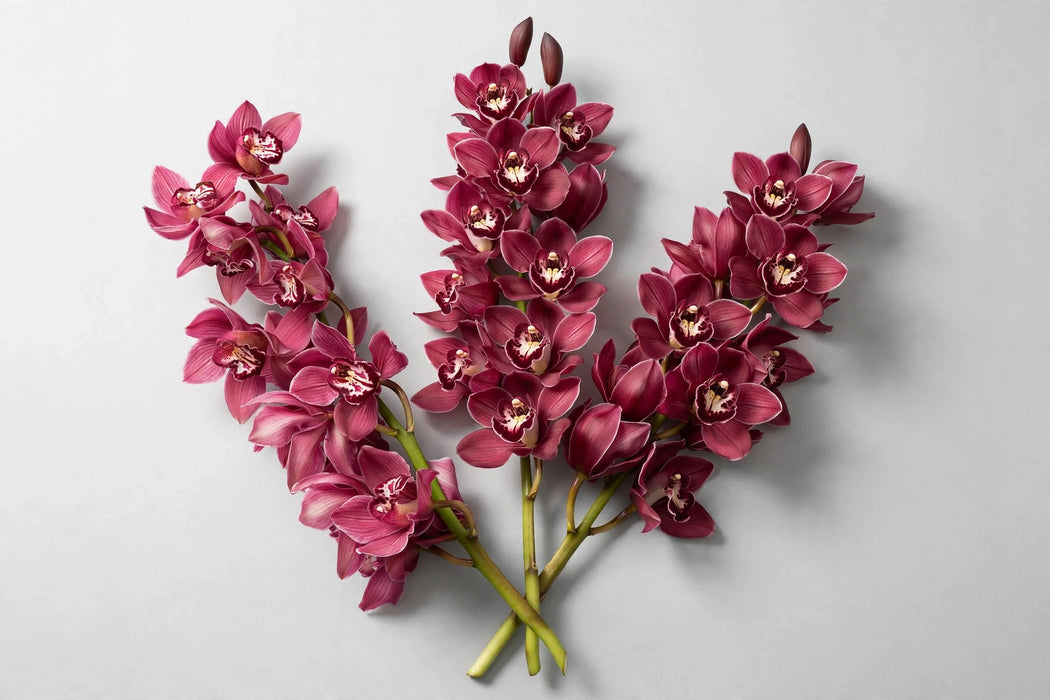 Cymbidium Dark Pink 60cm 9-12bl 10ST/BX