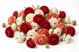 The Ranunculus Collection - Romance Ranunculus Assorted 20 Get Lucky + 40 Hydra + 40 Nohant 40-50CM (100 STEMS / BX)