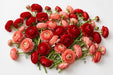 The Ranunculus Collection - Romance Ranunculus Assorted 50 Get Lucky Red + 50 Nohant Salmon 40-50CM (100 STEMS / BX)