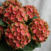 Hydrangea Classic Magical Coral Green/red 60CM 16CM - Bicolor Green-Red - 20 Stems