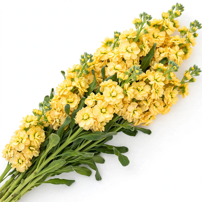 Next Day Delivery - STOCK YELLOW 70cm 10st - Yellow - 80 Stems [LIMITED]