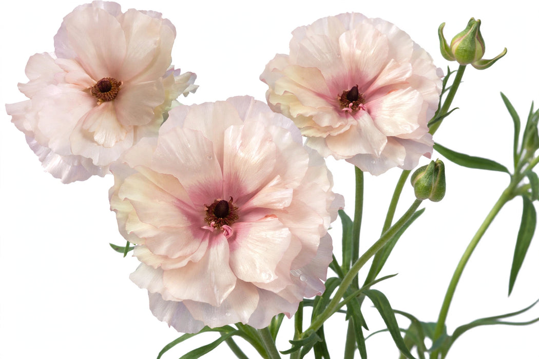 Ranunculus Flower Collection - Butterfly Ranunculus Ariadne Blush Pink 60-70CM (120 STEMS / BX)
