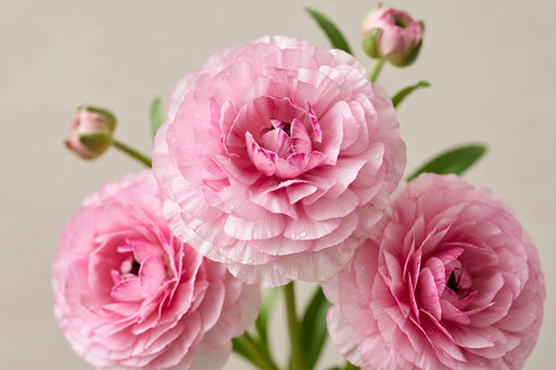 Ranunculus Flower Collection - Butterfly Ranunculus Hera Pink 50-60CM (120 STEMS / BX)