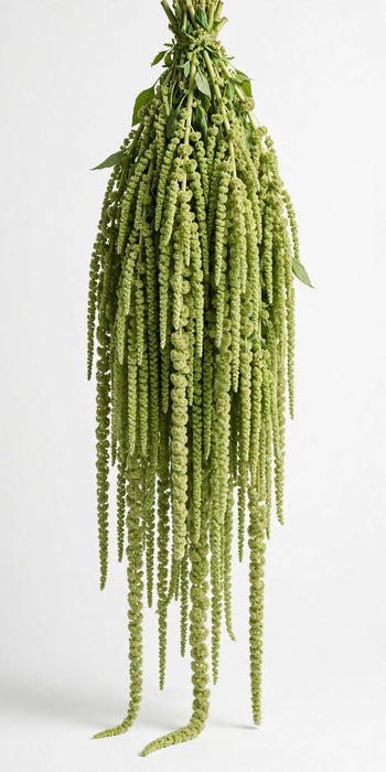 Next Day Delivery - Amaranthus Hanging Green 60CM 8BU/BX