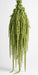 Next Day Delivery - Amaranthus Hanging Green 60CM 8BU/BX